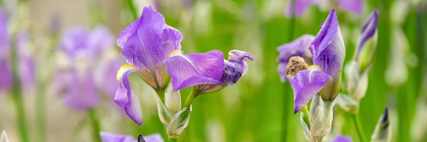 Choosing the right Iris
