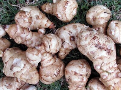 Jerusalem Artichokes