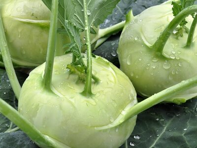 Kohlrabi
