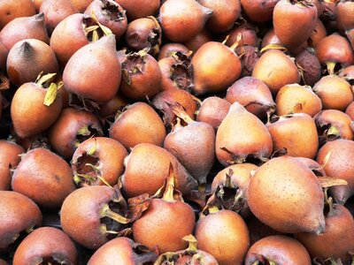 Medlars