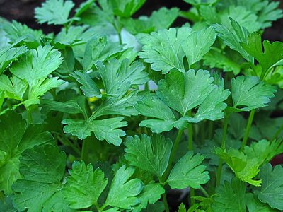 Parsley