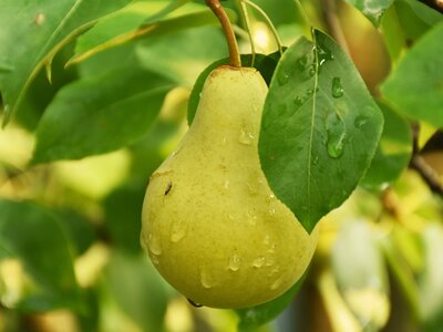 Pears