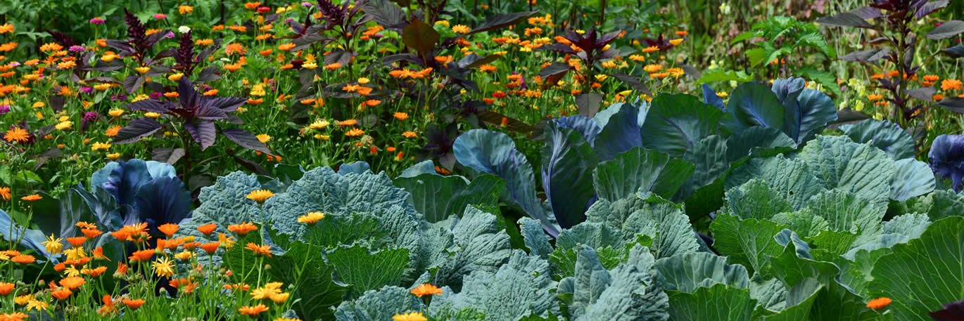 Plants for a Permaculture Garden