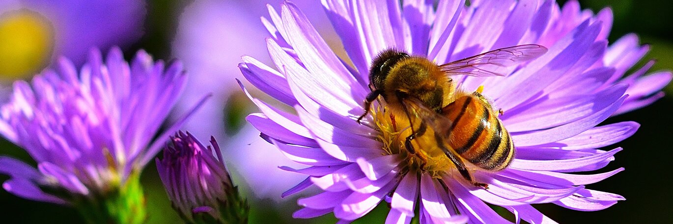 Planting for Pollinators