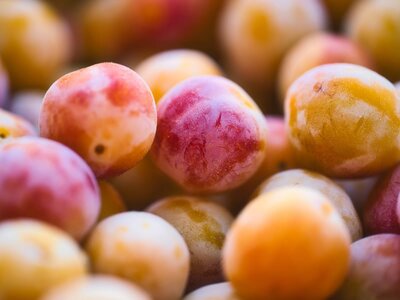 Plums, Gages, Damsons & Mirabelles