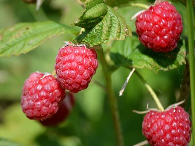 Raspberries
