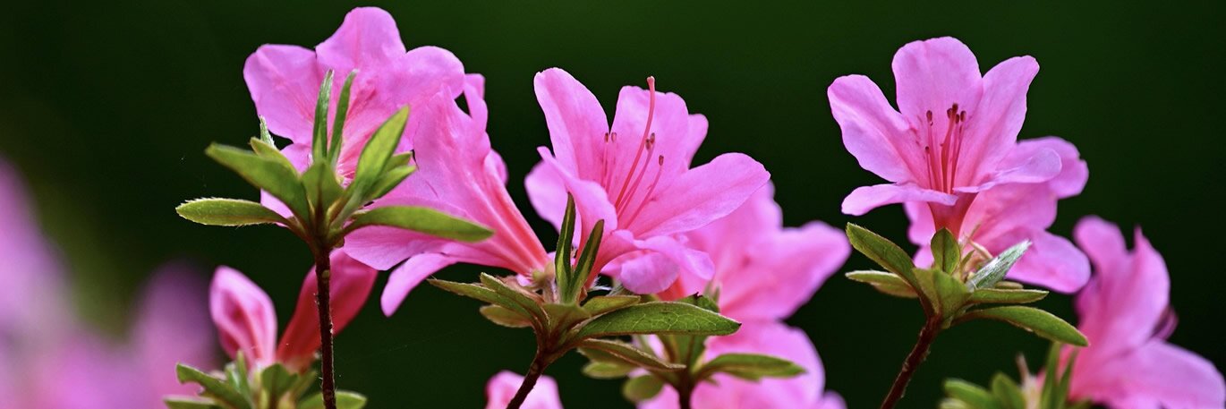 Rhododendrons & Azaleas