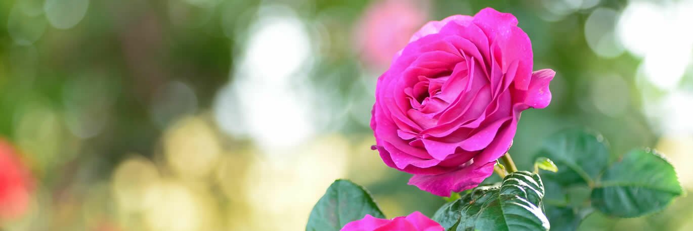 Reliable, Romantic Roses