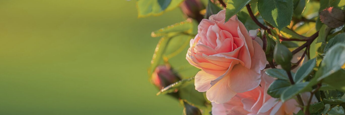 Bring Your Garden to Life