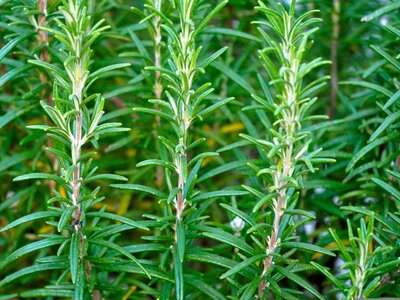 Rosemary