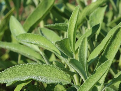 Sage