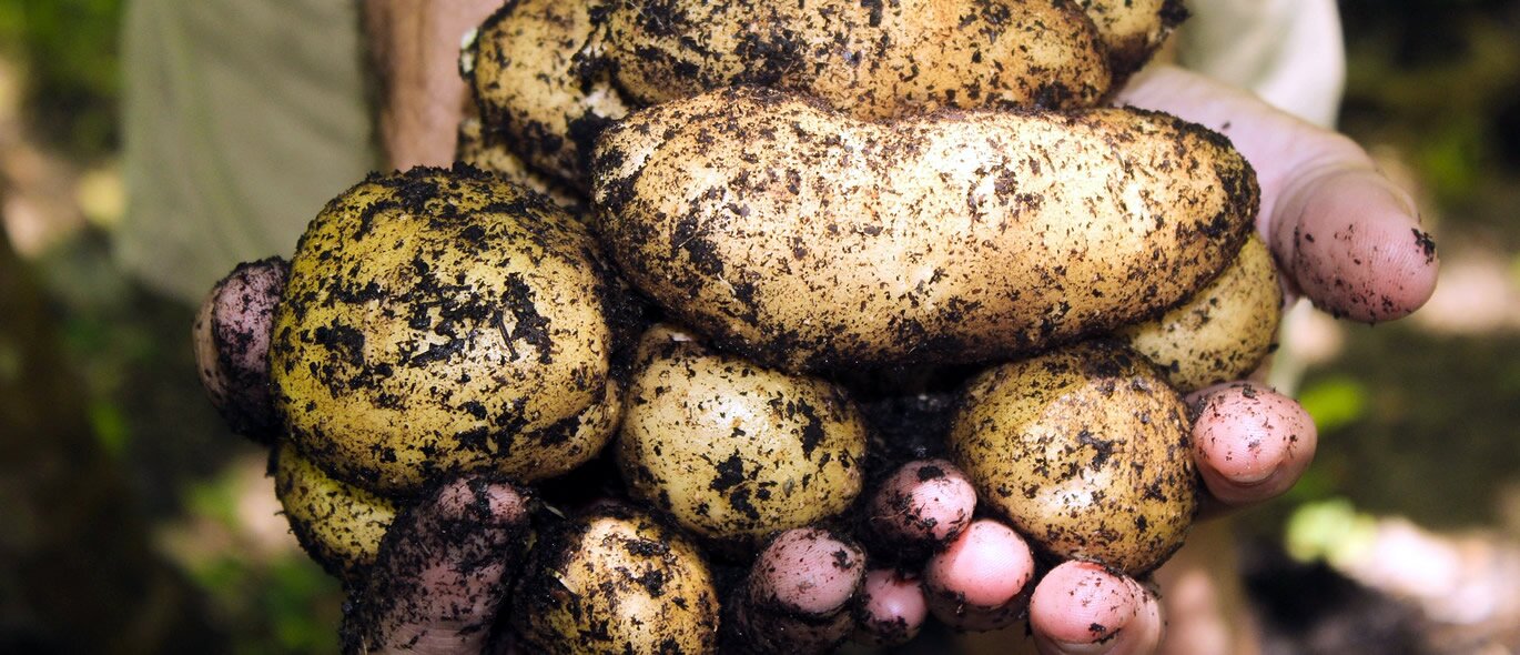 It's potato planting time...