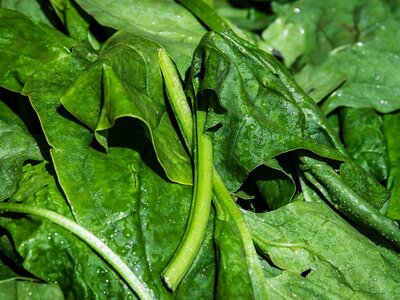Spinach (Annual)