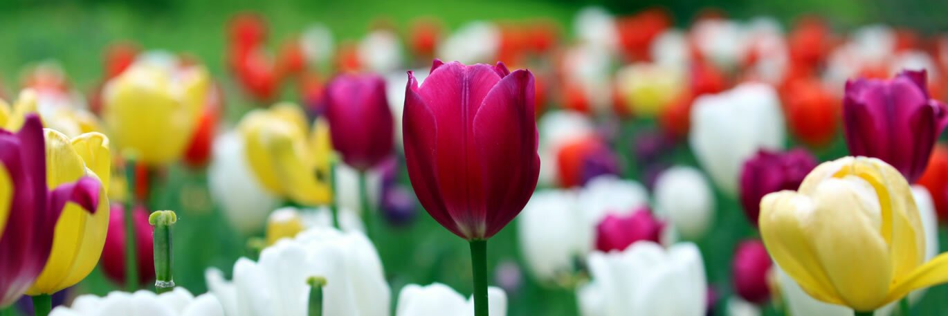 Spring Bulbs Now Available
