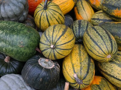 Squash (Winter & Summer)