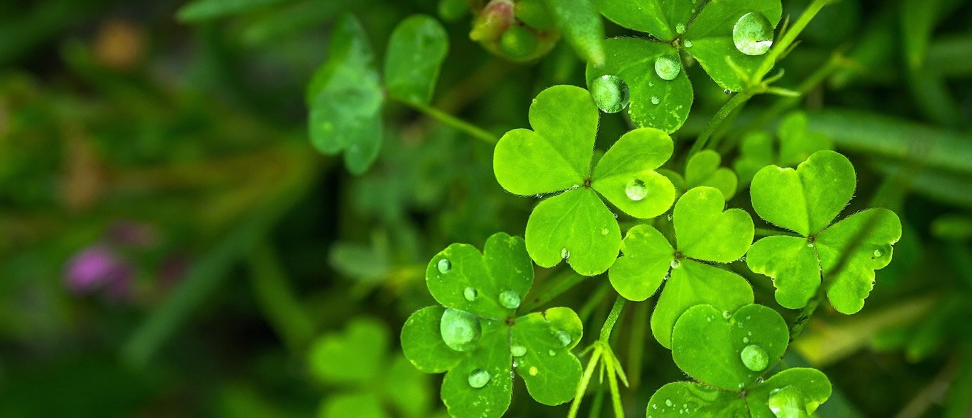 Happy St. Patrick's Day!