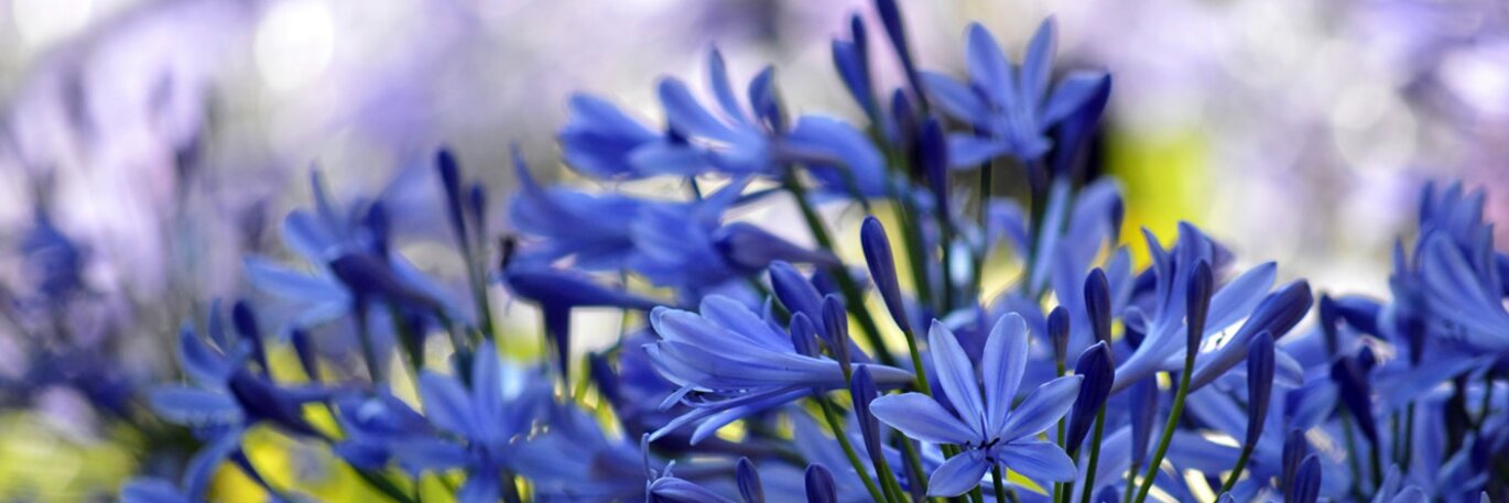 Showy Summer Perennials