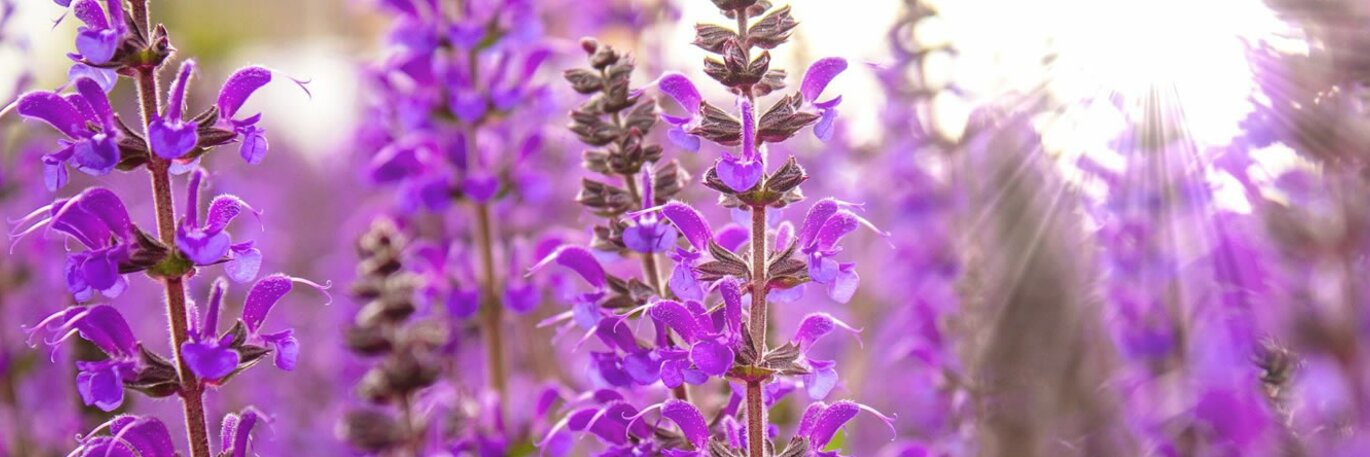 Showy Summer Perennials