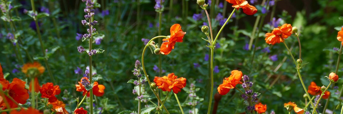 Showy Summer Perennials