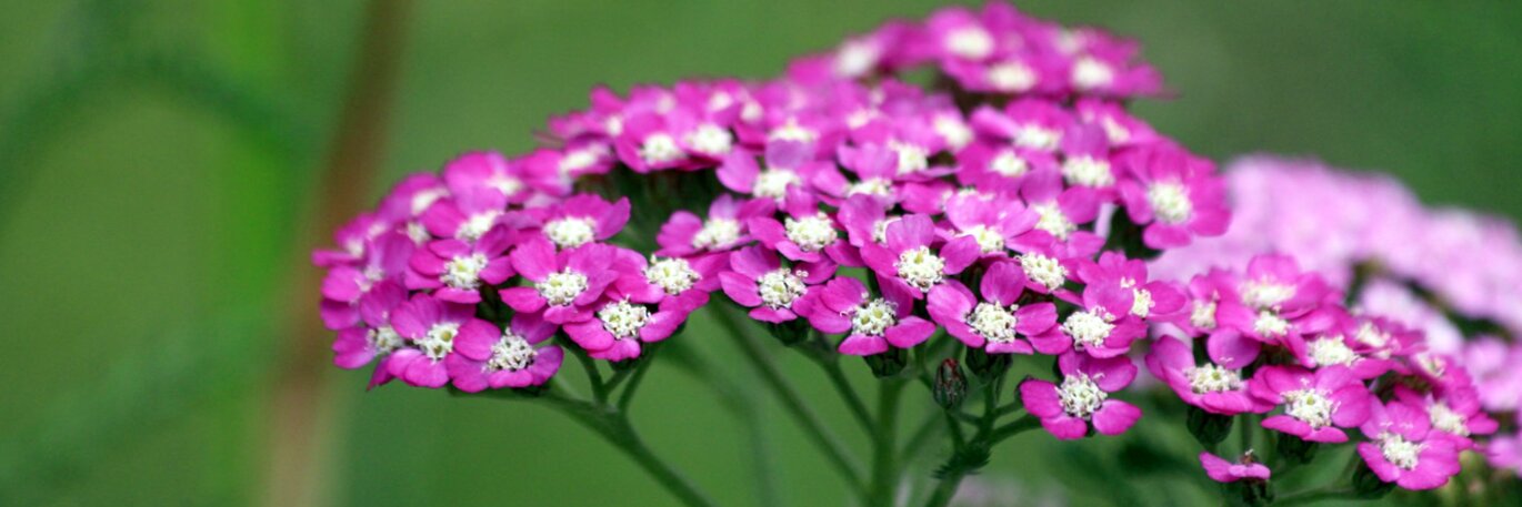 Showy Summer Perennials