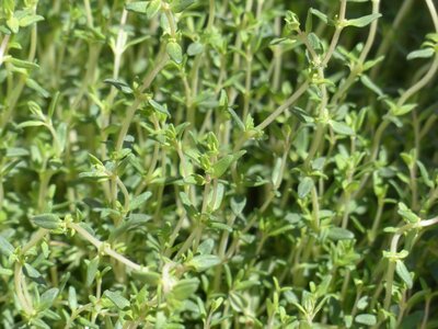Thyme