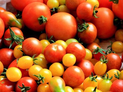 Tomatoes