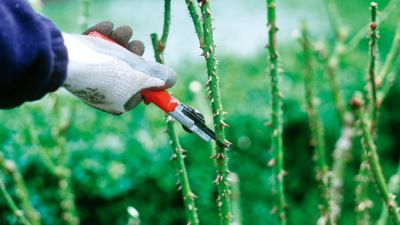 10 Minute talk on Rose Pruning