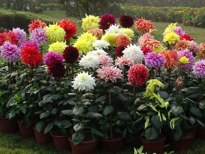 Dahlias in pots - Image courtesy of pxhere