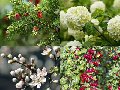 A Guide to Bare-root Planting In Ireland