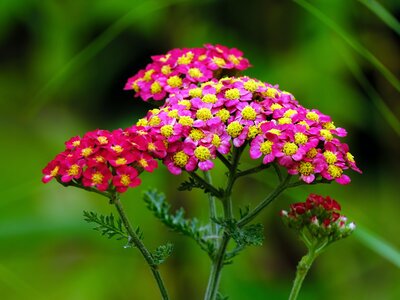 Achillea (Yarrow) - Why less is often more