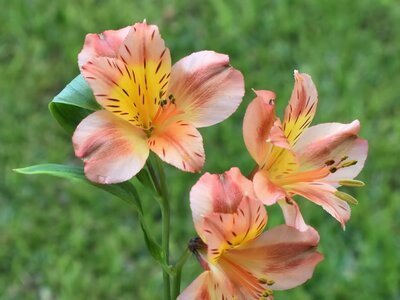 Alstroemeria - Image by Ray_Shrewsberry from Pixabay