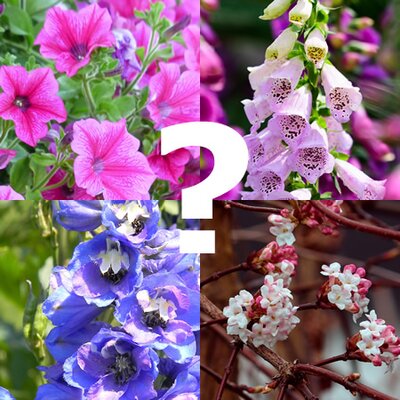 Petunia, Foxglove, Delphinium & Viburnum - An annual, biennial, perennial & shrub respectively
