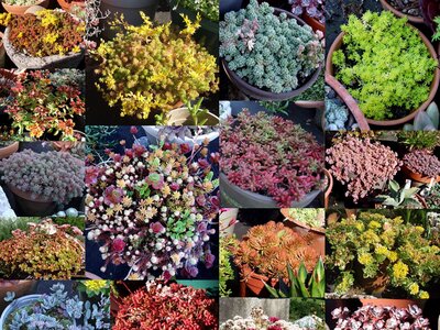 A Selection of Sedums - Image by Brendan Dean July 2025