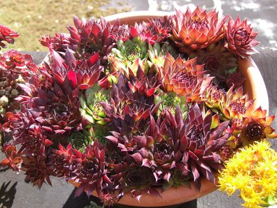 3 varieties of Sempervivums showing some of the colour range available - Photo by Brendan Dean