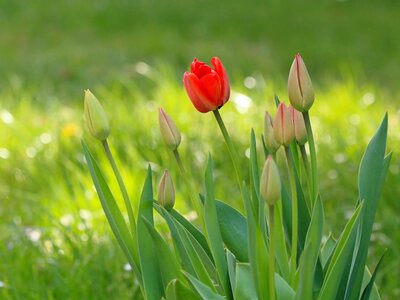 Tulips beginning to flower in spring - Image by katerinavulcova from Pixabay