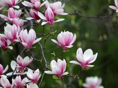 Magnolia spring flowers - Image by HeungSoon from Pixabay