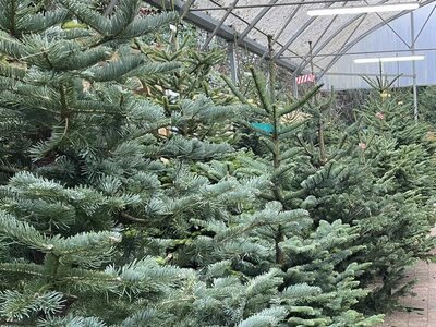 Fresh Christmas trees now available at our Ardcarne Garden Centres (Image taken 30/11/2025)