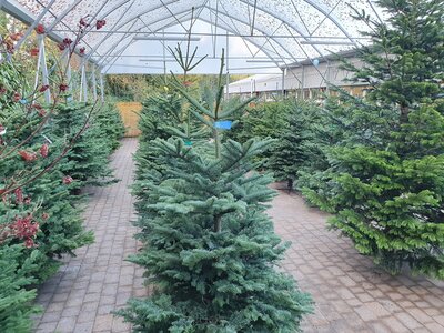 Christmas tree shopping guide