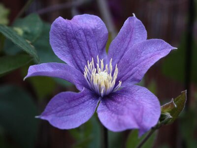 Clematis 'Durandii' - Image by Anja Heidsiek from Pixabay