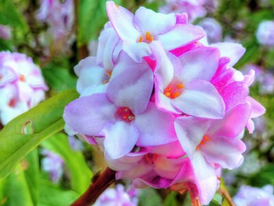 Colourful winter bloomers