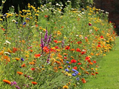 The wildflower garden, Tatton Park - Photo by kitmasterbloke (CC BY-SA 2.0) - Wikimedia