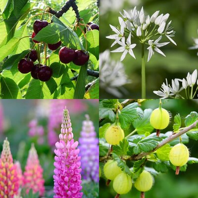 Plants to make up a fruit guild - cherry tree, gooseberry, wild garlic and lupins.