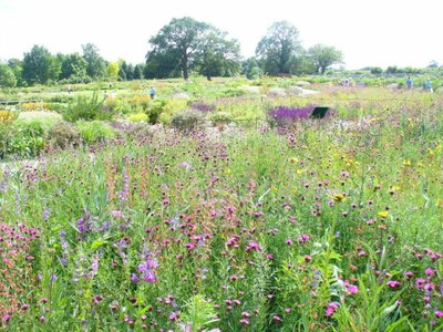 Prairie Meadow by the Glasshouse at Wisley, UK - Image by Colin Smith of Geograph.org (CC BY-SA 2.0)