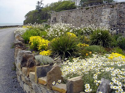 This magnificent bed of alpines is outside the wall of the Alpine Gardens at Lissadell County Sligo.