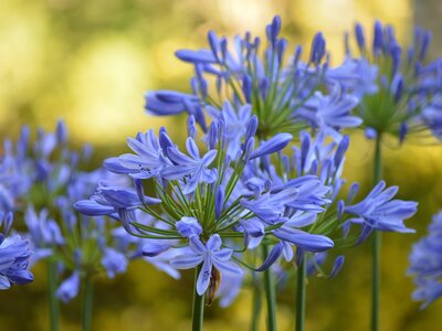 Blue Agapanthus - Image by Frauke Riether from Pixabay