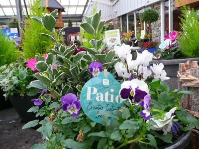 Seasonal Container Displays available at Ardcarne Garden Centre Boyle and Roscommon Town