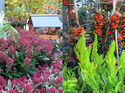 Skimmia, Pyracantha and Heathers - Photo taken at Ardcarne Garden Centre 10/10/25