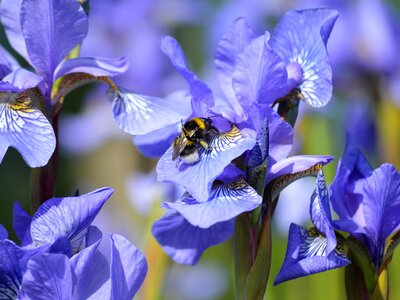 Iris Sibirica 'Blue King' - Image by Frauke Riether from Pixabay