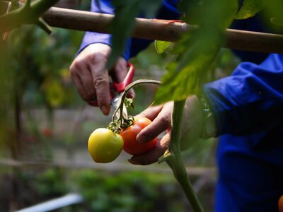 Gardening Jobs for August