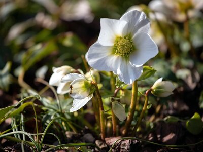 Hellebores in winter - Image by Pat from Pixabay